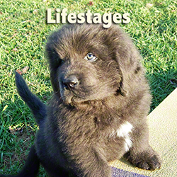 Subscribe to Lifestages